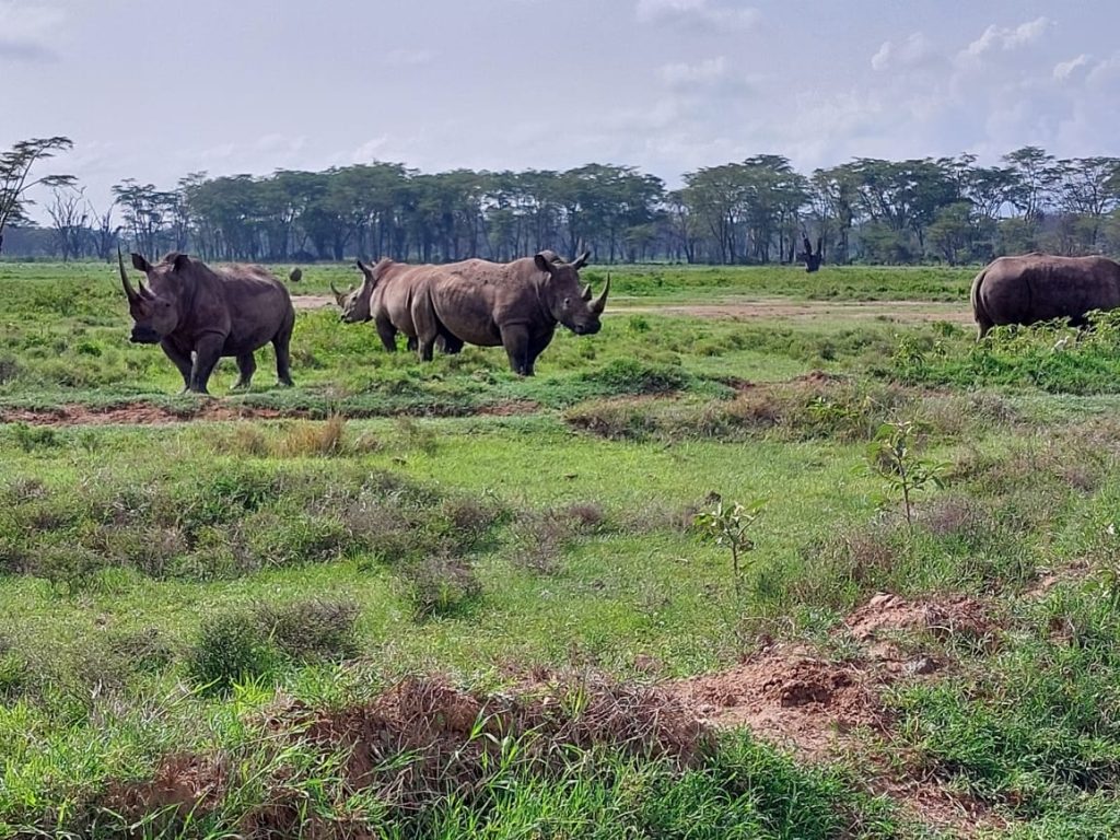 3 Day Masai Mara Safari