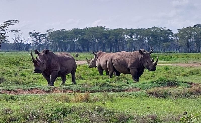 3 Day Masai Mara Safari