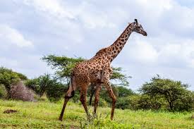 bush safaris